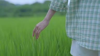 稻田里年轻女孩伏过绿色的水稻唯美拍摄视频的预览图